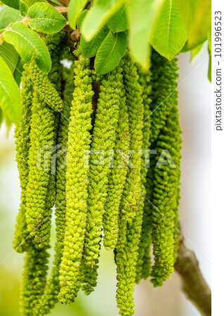 Flower of Onigurumi 101996523