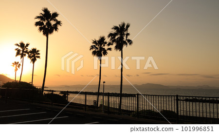 朝日從海上升 101996851