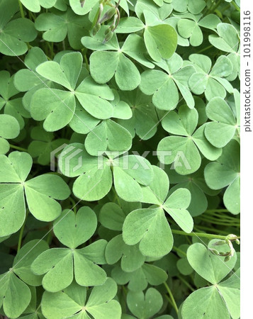 許多三葉草開花的照片 101998116