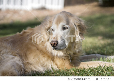 Golden retriever senior dog old dog Golden retriever senior dog old dog 101998858