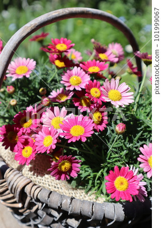 種在籃子裡的粉色瑪格麗特 101999067