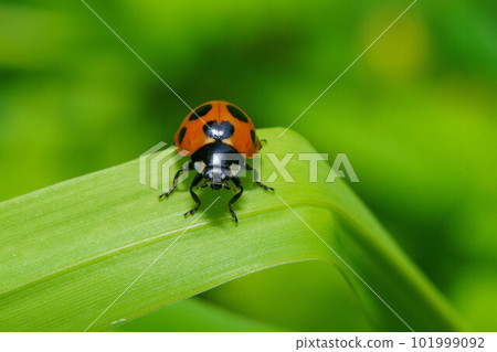 ladybug lounging on a leaf ladybug lounging on a leaf 101999092