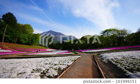 Magnificent Mt. Buko and Shibazakura Collaboration 2023 101999151
