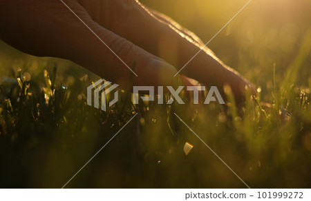 Close up of man fingers touching fresh wet green grass after spring rain or watering, sunlight. Farmer palm stroking cut lawn. Meadow lawn grass covered with big dense dew water drops. Earth Day Close up of man fingers touching fresh wet green grass after spring rain or watering, sunlight. Farmer palm stroking cut lawn. Meadow lawn grass covered with big dense dew water drops. Earth Day 101999272