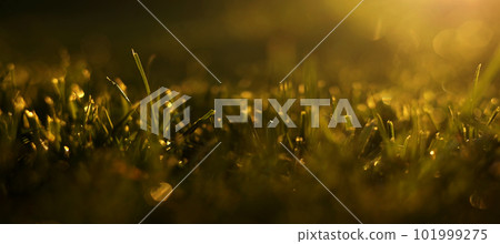 Close up spraying water on green lawn grass with garden watering can, sprayer hose or automatic sprinkler irrigation system in sunlight. Home gardening care concept at summertime. Garden equipment. 101999275