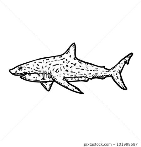 Shark Animal Coloring Page for Adults 101999687