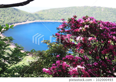 Miyama Kirishima in the sunlight filtering through the foliage blooming in Onami Pond 102000493