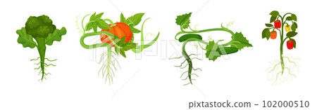 Fresh Vegetables with Rootstock and Top Leaves Vector Set 102000510
