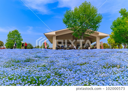 東京足立區舍人公園山上盛開的 Nemophila 東京足立區舍人公園山上盛開的 Nemophila 102000573