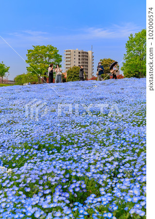 東京足立區舍人公園山上盛開的 Nemophila 東京足立區舍人公園山上盛開的 Nemophila 102000574