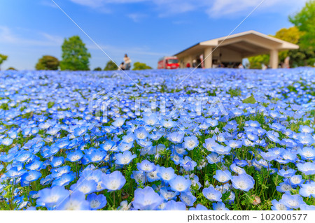 Nemophila blooming on a hill in Toneri Park, Adachi Ward, Tokyo Nemophila blooming on a hill in Toneri Park, Adachi Ward, Tokyo 102000577