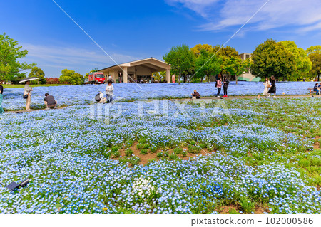 Nemophila blooming on a hill in Toneri Park, Adachi Ward, Tokyo Nemophila blooming on a hill in Toneri Park, Adachi Ward, Tokyo 102000586