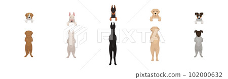 Dogs of Different Breeds Standing on Hind Legs Front and Back Vector Set Dogs of Different Breeds Standing on Hind Legs Front and Back Vector Set 102000632