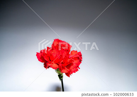 [Mother's Day material] Carnation [Flower material] 102000633