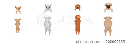 Dogs of Different Breeds Standing on Hind Legs Front and Back Vector Set 102000635