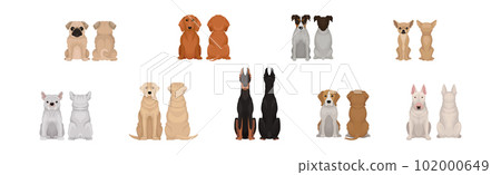Dogs of Different Breeds Sitting Pose Front and Back Vector Set Dogs of Different Breeds Sitting Pose Front and Back Vector Set 102000649