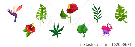 Tropical Foliage with Exotic Plant Green Leaf and Flower Vector Set 102000671