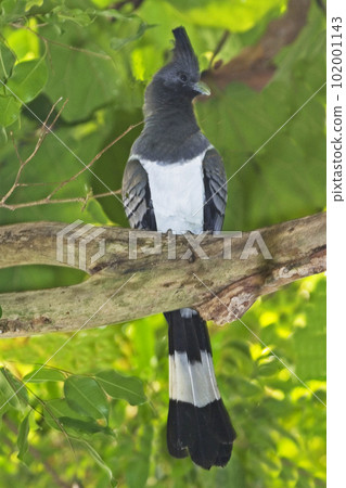 Vertical of a White-bellied Go-away-bird, Corythaixoides leucogaster 102001143