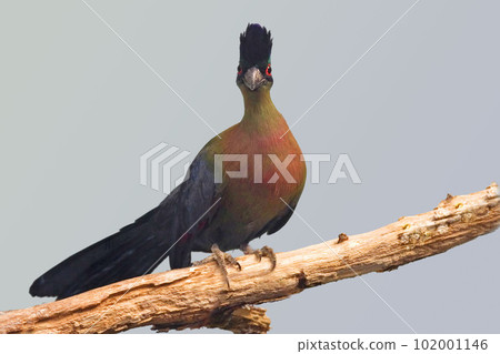 Purple-crested Turaco, Tauraco porphyreolophus, perched 102001146