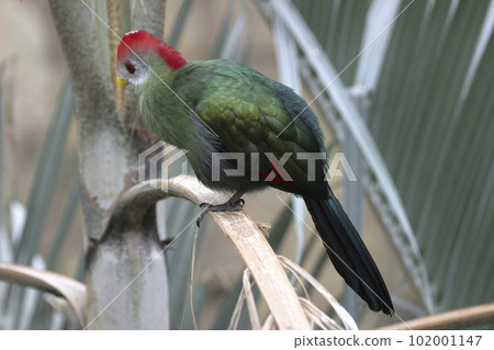 Red-crested Turaco, Tauraco erythrolophus, perched on leaf Red-crested Turaco, Tauraco erythrolophus, perched on leaf 102001147