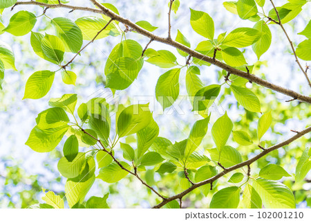 Refreshing spring sprouts Fresh green 102001210