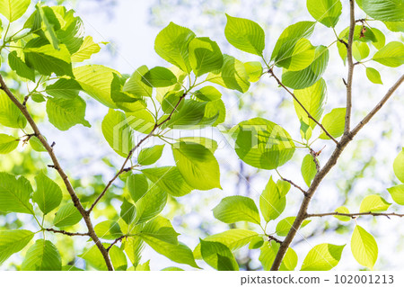 Refreshing spring sprouts Fresh green Refreshing spring sprouts Fresh green 102001213