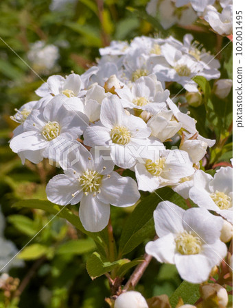 Bridalwreath Spirea Bridalwreath Spirea 102001495
