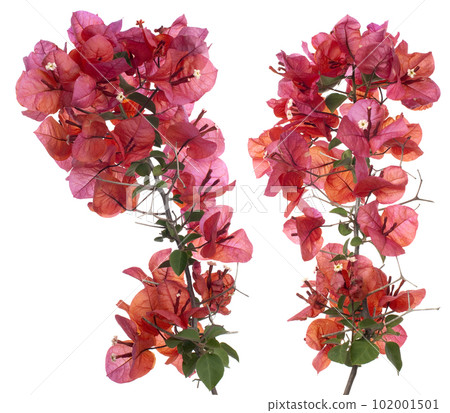 Bougainvillea 102001501