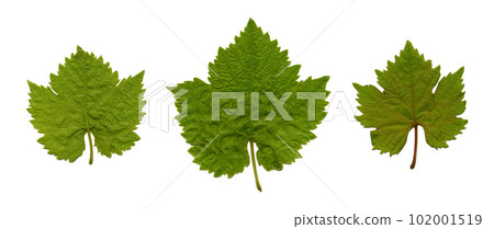 Leaves from the vine Leaves from the vine 102001519