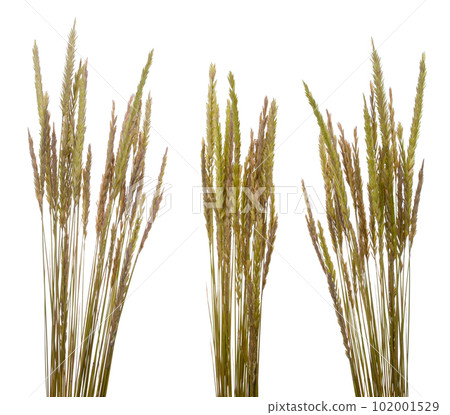 Beach grass (Ammophila arenaria) Beach grass (Ammophila arenaria) 102001529