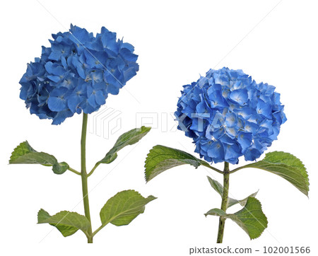 Lacecap Hydrangea (macrophylla normalis) 102001566