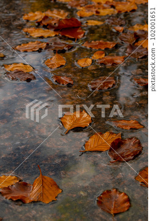 Fall raindrops falling into puddle with autumnal leaves. Hello Fall Autumn leaves float on the surface of the water. Fallen orange leaf is sailing on dark puddle. Hygge atmosphere 102001651