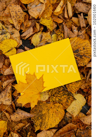 Empty yellow envelope mock up around Colorful falling autumn leaves. Template card. Golden tree leaves. Beautiful tree with yellow leaves in autumn forest. Path littered with autumn leaves. Nature Empty yellow envelope mock up around Colorful falling autumn leaves. Template card. Golden tree leaves. Beautiful tree with yellow leaves in autumn forest. Path littered with autumn leaves. Nature 102001660