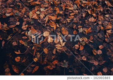 Colorful falling autumn leaves pattern background. View through the autumn foliage in park forest. Golden tree leaves. Beautiful tree with yellow leaves in autumn forest. Path littered with autumn 102001665