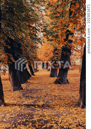 Colorful falling autumn leaves. View through the autumn foliage in park forest. Golden tree leaves. Beautiful tree with yellow leaves in autumn forest. Path littered with autumn leaves 102001671