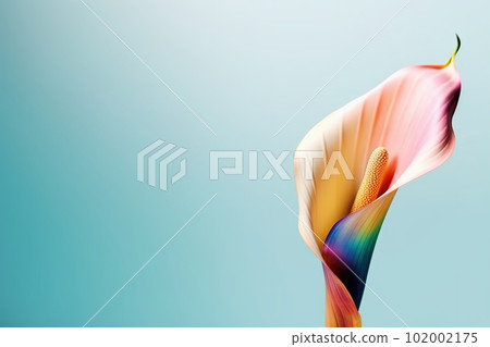 Colorful calla lily on vibrant blue background. Bright colors, copy space, closeup 102002175