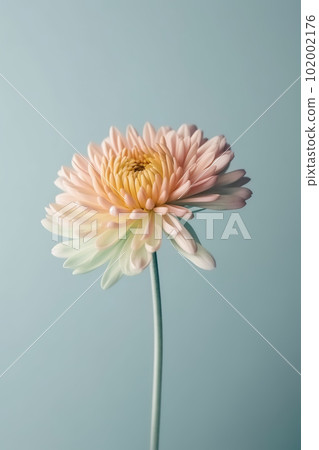 Delicate chrysanthemum flower on pastel blue background, closeup Delicate chrysanthemum flower on pastel blue background, closeup 102002176