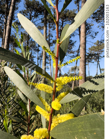 Bright yellow axillary spikes Bright yellow axillary spikes 102003163