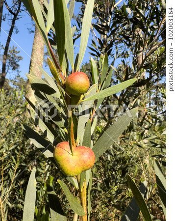 Galls produced on the flower buds of an Acacia Longifolia Galls produced on the flower buds of an Acacia Longifolia 102003164