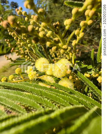 Flowers clustered in small bright yellow balls 102003166