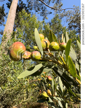 Galls produced on the flower buds of an Acacia Longifolia Galls produced on the flower buds of an Acacia Longifolia 102003167