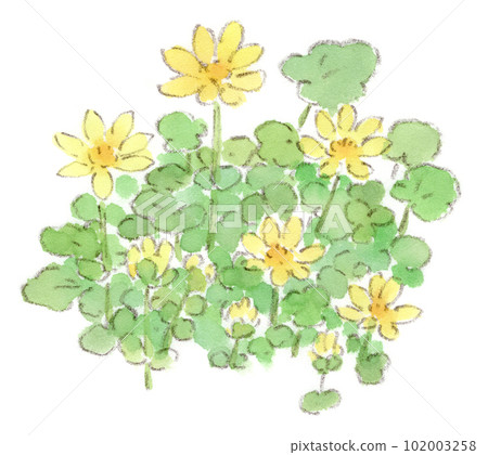 Watercolor illustration of a yellow flower blooming in spring, Himeryu Kinka (Ranunculaceae) 102003258