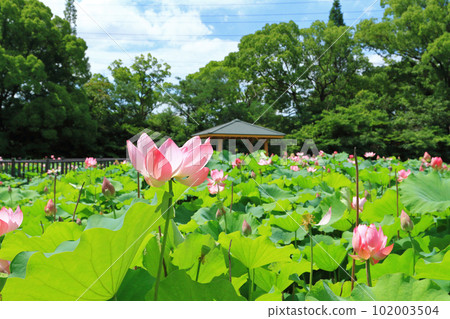 Lotus flower july Lotus flower july 102003504