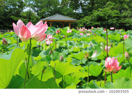 Lotus flower july Lotus flower july 102003505