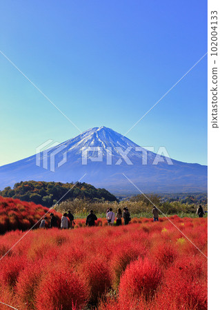 秋天河口湖大石公園的地膚子(2022年11月,富士河口湖町) 秋天河口湖大石公園的地膚子(2022年11月,富士河口湖町) 102004133