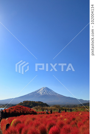 秋天河口湖大石公園的地膚子(2022年11月,富士河口湖町) 秋天河口湖大石公園的地膚子(2022年11月,富士河口湖町) 102004134