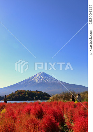 秋天河口湖大石公園的地膚子(2022年11月,富士河口湖町) 秋天河口湖大石公園的地膚子(2022年11月,富士河口湖町) 102004135