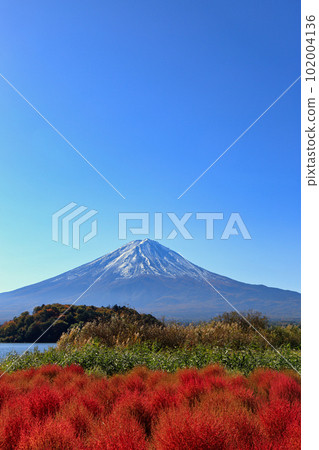 秋天河口湖大石公園的地膚子(2022年11月,富士河口湖町) 秋天河口湖大石公園的地膚子(2022年11月,富士河口湖町) 102004136