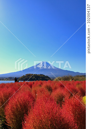 Kochia at Oishi Park in Lake Kawaguchi in autumn (November 2022, Fujikawaguchiko Town) Kochia at Oishi Park in Lake Kawaguchi in autumn (November 2022, Fujikawaguchiko Town) 102004137