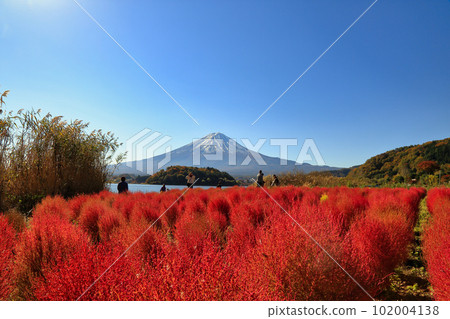 秋天河口湖大石公園的地膚子(2022年11月,富士河口湖町) 秋天河口湖大石公園的地膚子(2022年11月,富士河口湖町) 102004138